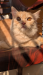 Persian cat